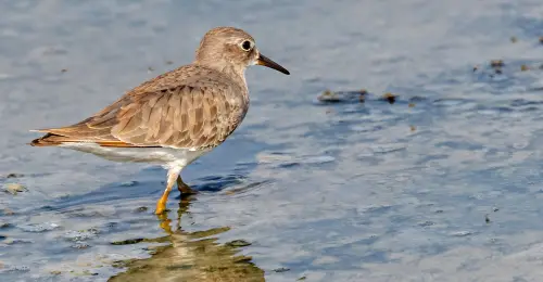 A Temminck Stint