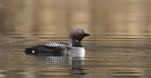 Black-throated Diver