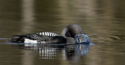 Black-throated diver