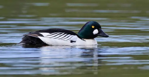 A Common Goldeneye