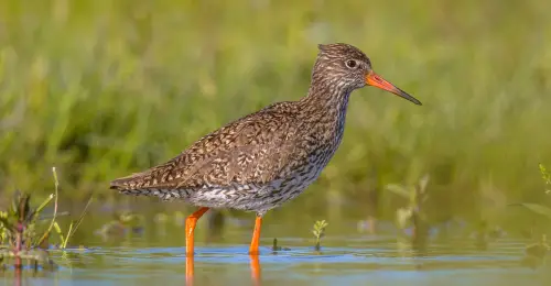 Common Redshank Eurasian Wader