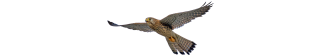 Common Kestrel