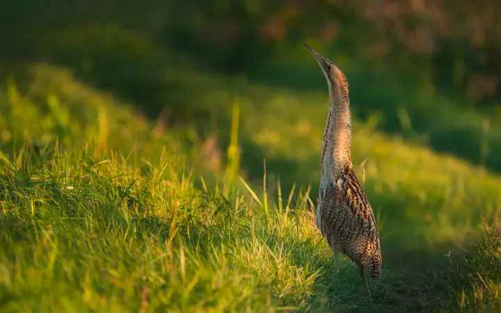 Great Bittern