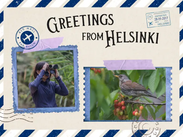 Postcard Helsinki Bird-watching
