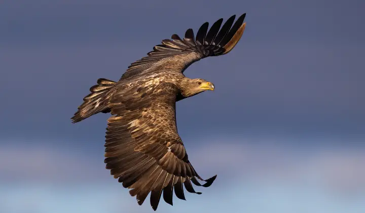 White-Tailed Eagle in Springtime