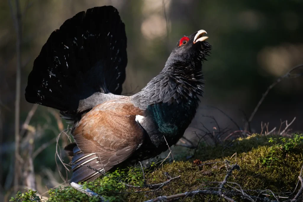 A Western Capercaillie Tetrao