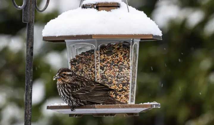 A bird on a seed container