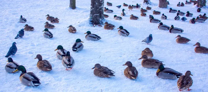 Common mallard ducks on the lake during a sunny winter day