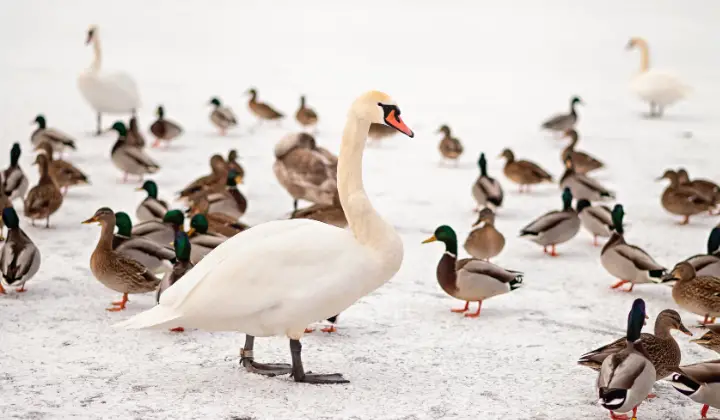 A swan stands among a flock of ducks
