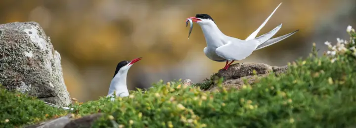 Arctic tern