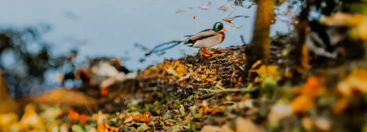 Autumn Leaves on Grass