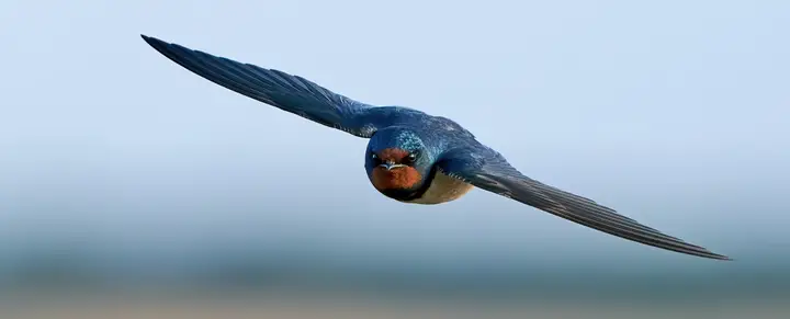 Barn swallow