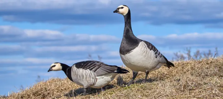 Barnacle Geese