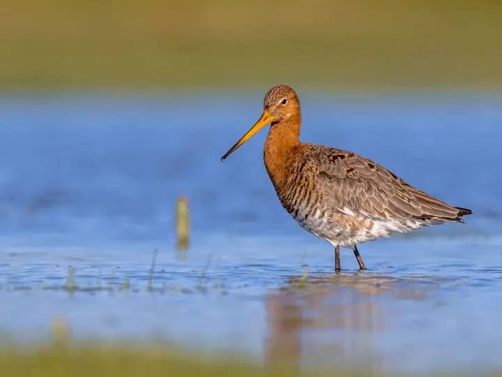 Black-Tailed Godwit