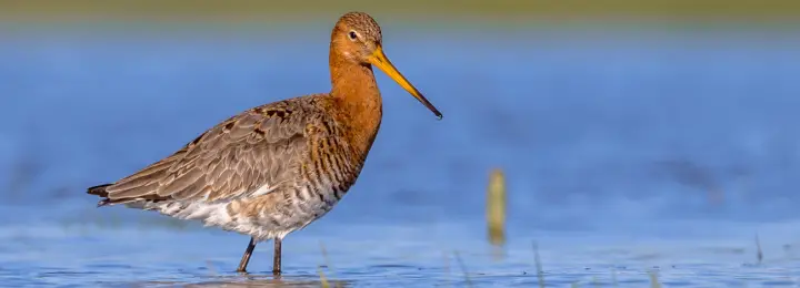 Black-tailed Godwit