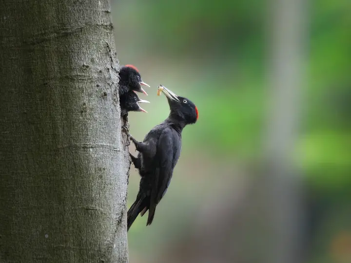 Black woodpecker
