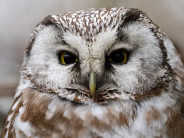 Boreal (Tengmalm's) Owl