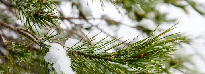 Branches of snowy pines
