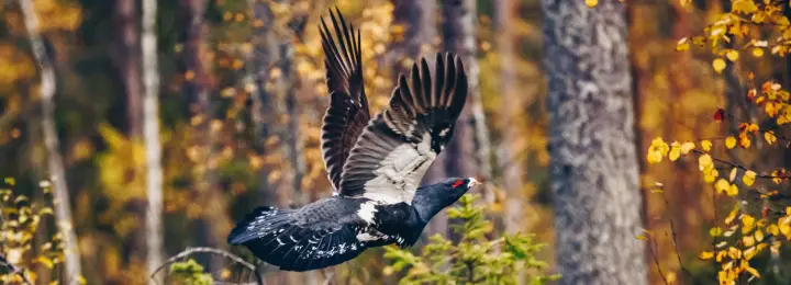 Capercaillie