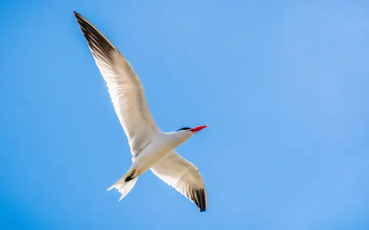 Caspian tern