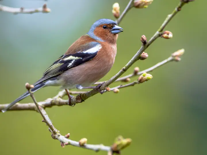 Chaffinch perched on spring branch