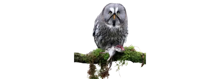 Close-up of a Great Grey Owl