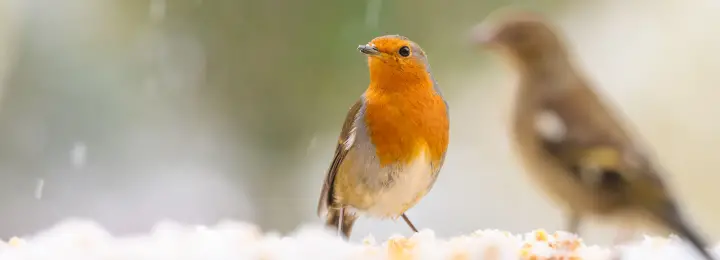 Robin Bird next to the window on a snowy day