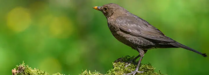 Common Blackbird