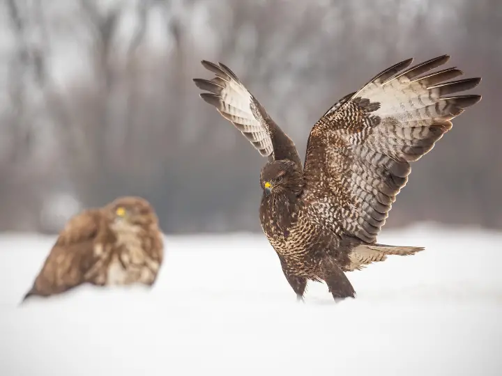 Common buzzards, buteo buteo