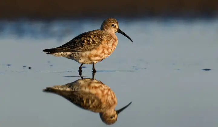 Curlew Sandpiper