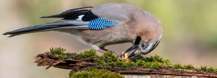 Eurasian Jay