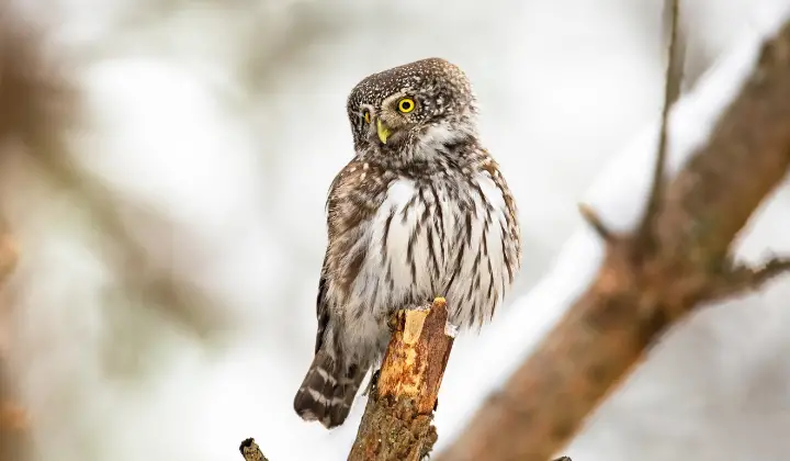 Eurasian Pygmy Owl