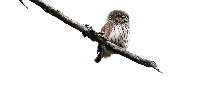 Eurasian pygmy owl