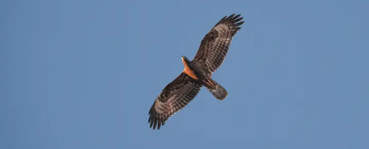 European Honey Buzzard