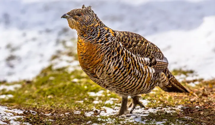Female Western capercaillie