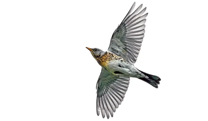 Fieldfare in flight