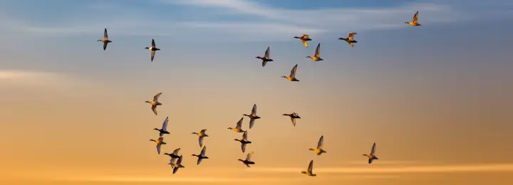 Flying ducks on colorful sky background