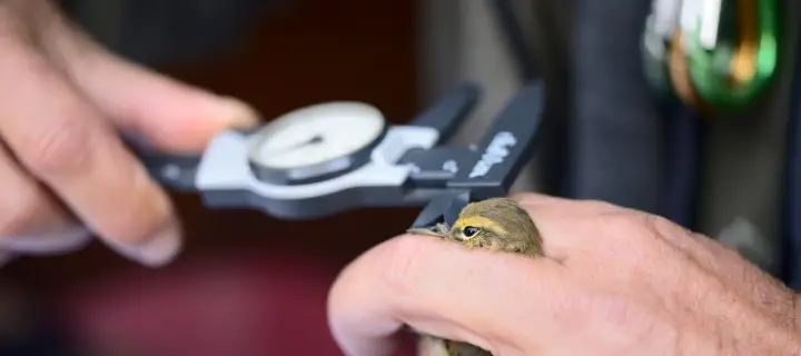 Bird ring identification and measuring