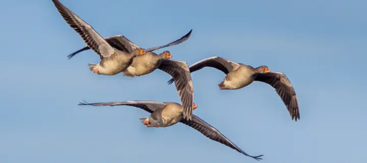 Migrating Greylag Geese