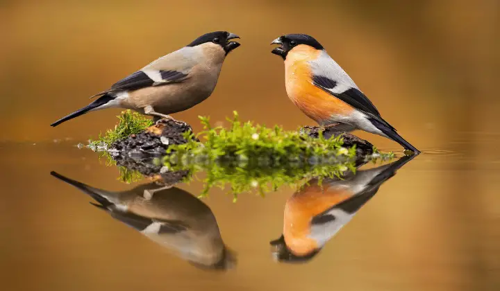 Pair of male and female -eursian bullfinch
