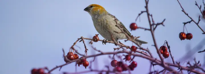 Pine Grosbeak