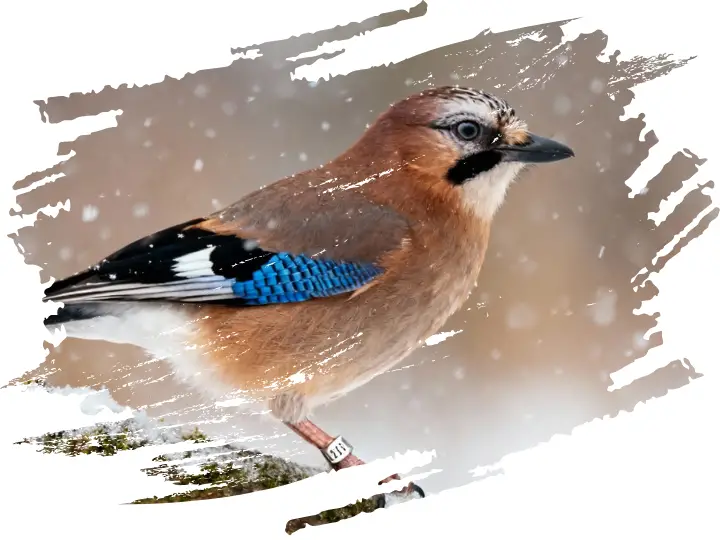 Ringed Eurasian jay bird AI