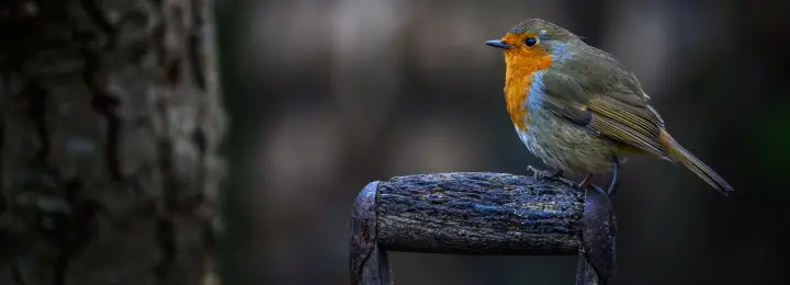 Robin bird sitting on wooden handle