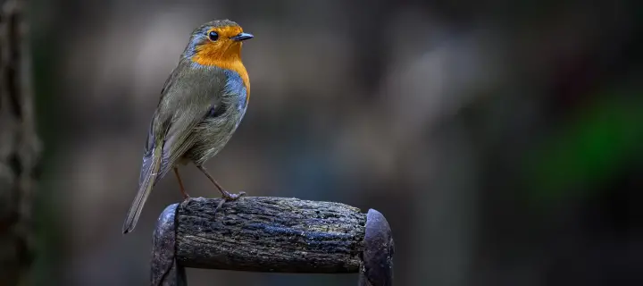 Robin sitting on a wooden handle