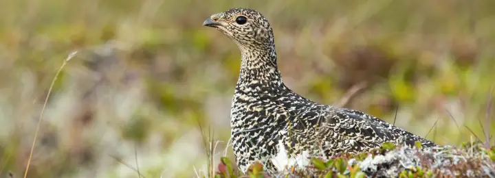 Rock Ptarmigan female