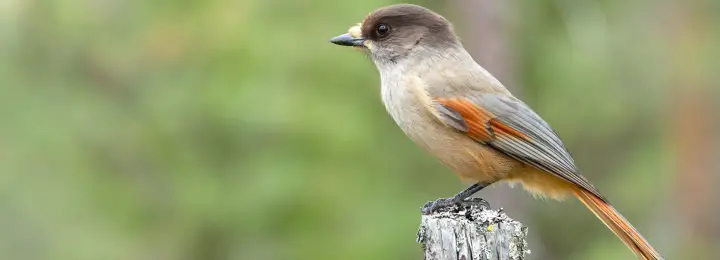 Siberian Jay