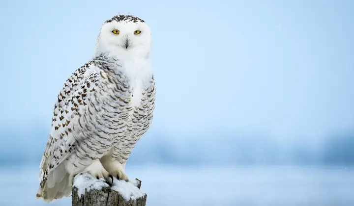 Snowy Owl