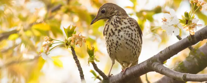 Song thrush