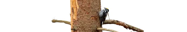Three-toed Woodpecker