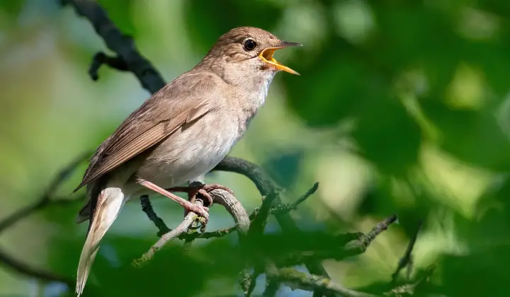Thrush Nightingale
